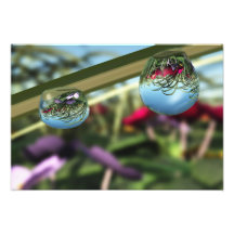 Rosas no impressão da foto dos pingos de chuva