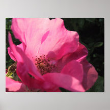 Rosas selvagens pôsteres