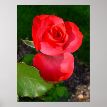 Rosebud Posters