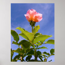 Rosebud Poster