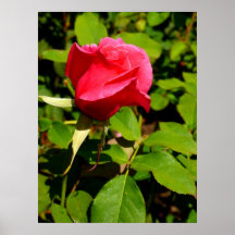 Rosebud Posters