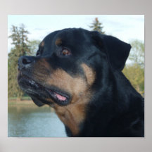 Rottweiler bonito poster