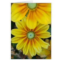 Rudbeckia, vazio cartao