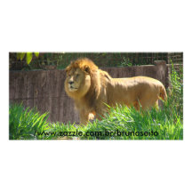 samuel no zoo 024, /www.zazzle.com.br/brunaseito cartoes com foto personalizados
