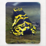 sapo Amarelo-unido do veneno - leucomelas de Dendr Mouse Pad