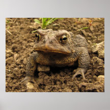 Sapo americano poster