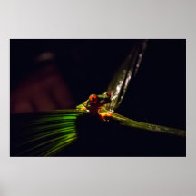 Sapo de árvore eyed vermelho poster