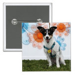 Sasha - Jack Russell Boton