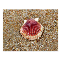 Scallop Shell - cartão Cartões Postais