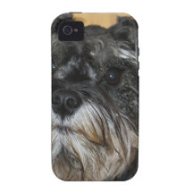 Schnauzer diminuto
