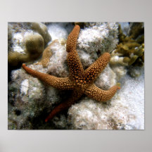 Seastar Impressão