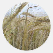 Semente de Rye da planta Adesivo