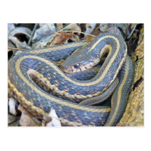 Serpente alinhada cartao postal