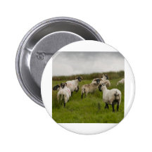 sheep.jpg boton