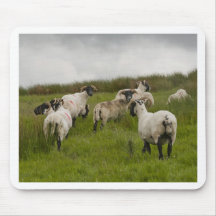 sheep.jpg mousepad