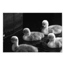 Signets Fotografia