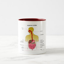 Sistema digestivo… caneca
