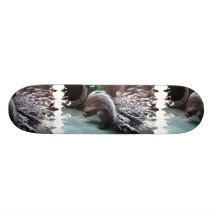 Skate africano do porco-