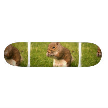 Skate do esquilo de Brown