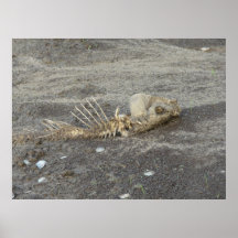 Skelton de um peixe impressão