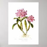 Skinneri de Cattleya por Augusta Innes Withers. Impressão