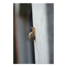 Snake Foto