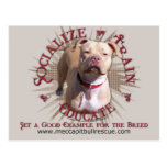 Socialize o trem educam Pitbull Cartão Postal