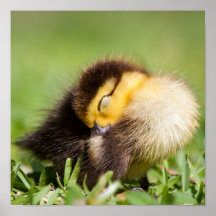 Sono do pato do bebê pôsteres