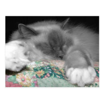 Sono Ragdoll Cartao Postal