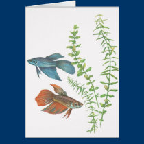 Splendens de Betta e branco indica de Rotala postais
