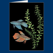 Splendens de Betta e preto indica de Rotala postais