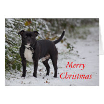 Staffordshire bull terrier cartão