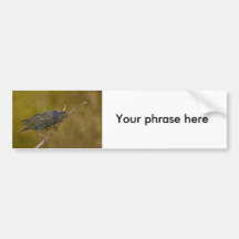 Starling Adesivo