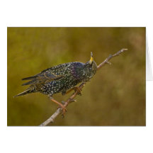 Starling Cartões