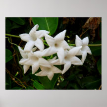 Stephanotis Poster