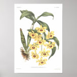 Suavissimum do Dendrobium Posters