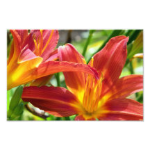 Sunburst Lillies Impressão De Fotos