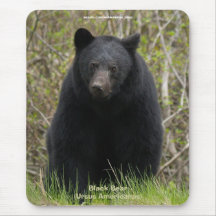 Suporte Mousepad dos animais selvagens do urso pre