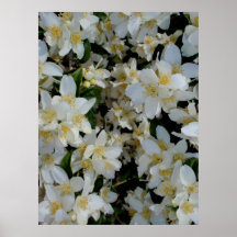 Syringa Posters