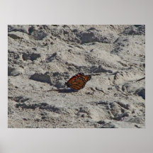 Tanning do monarca poster