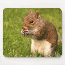 Tapete do rato do esquilo de Brown Mousepad