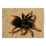 Tarantula cor-de-rosa mexicano cartão