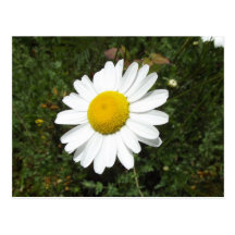 Tarjeta Postal  Flores Naturales