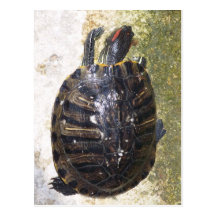Tartaruga Cartoes Postais