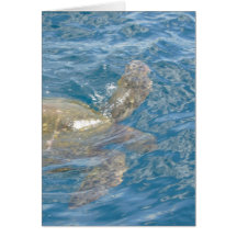 Tartaruga de mar verde - Havaí Honu Cartões