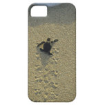 Tartaruga verde, (mydas do Chelonia), hatchling iPhone 5 Capa