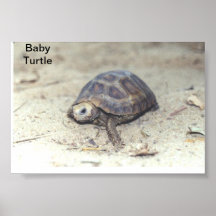 Tartarugas do bebê poster