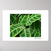 Teste padrão das folhas posters
