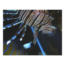 TigerFish Convite Personalizados