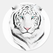 Tigre branco Siberian Adesivo Em Formato Redondo